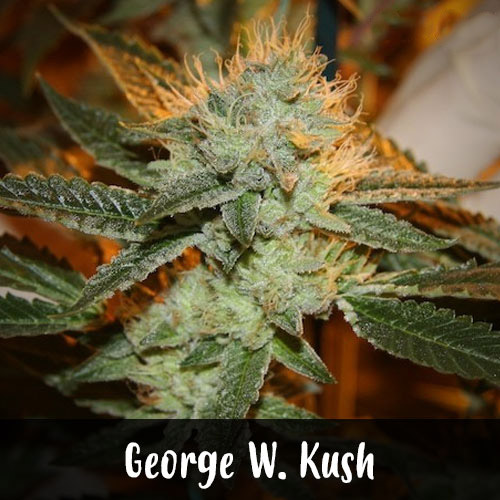 Kush george w. overview for