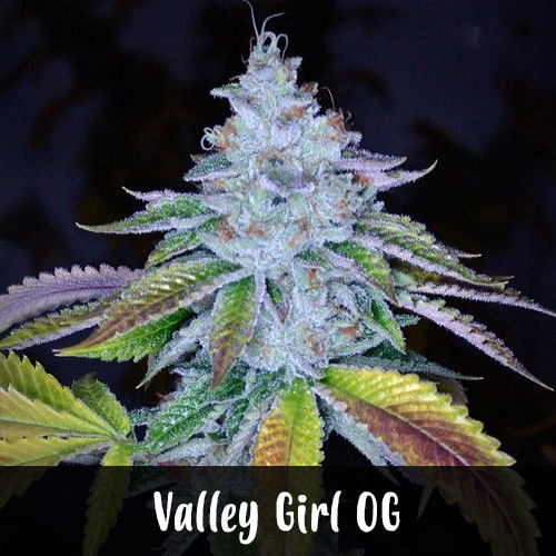 valley-girl-og-strain1