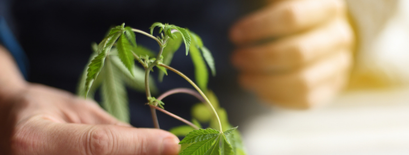 Why Clone a Marijuana Plant